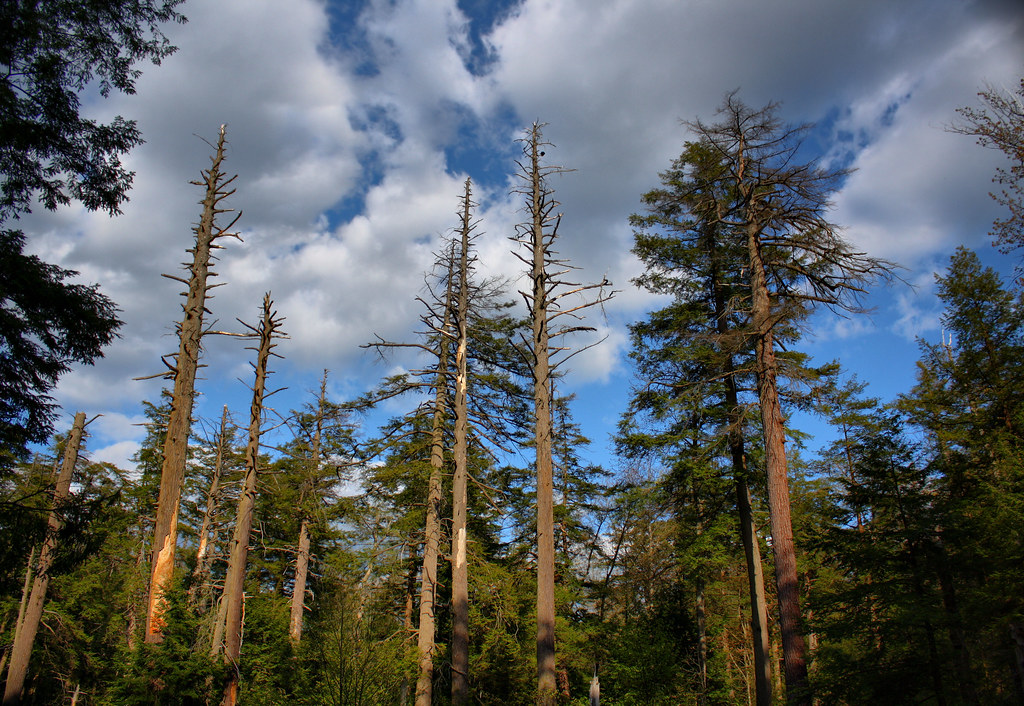 pine old growth pine. ricketts glen state park.PA john Flickr