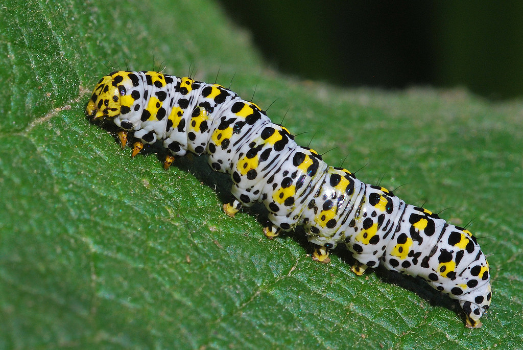 Mullein Moth caterpillar. Busy eating my carefully nurture… Flickr
