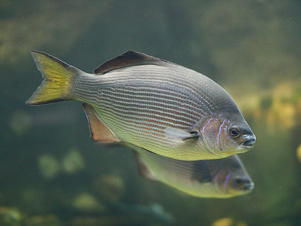 Striped Surfperch TAXONOMY Kingdom Animalia Phylum Chord… Flickr