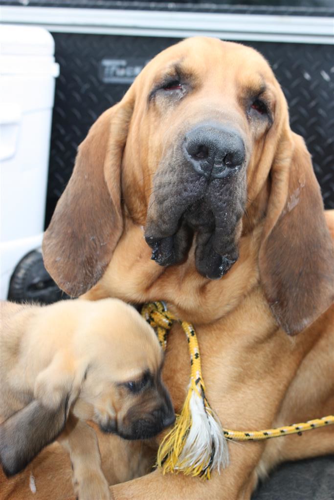 Flea Market Puppies For Sale This is pure bred Bloodhoun… Flickr