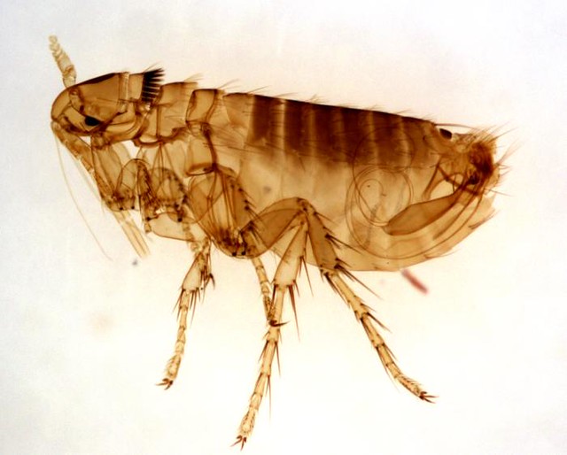 adult male Oropsylla Montana flea 5634, CDC This flea is a… Flickr