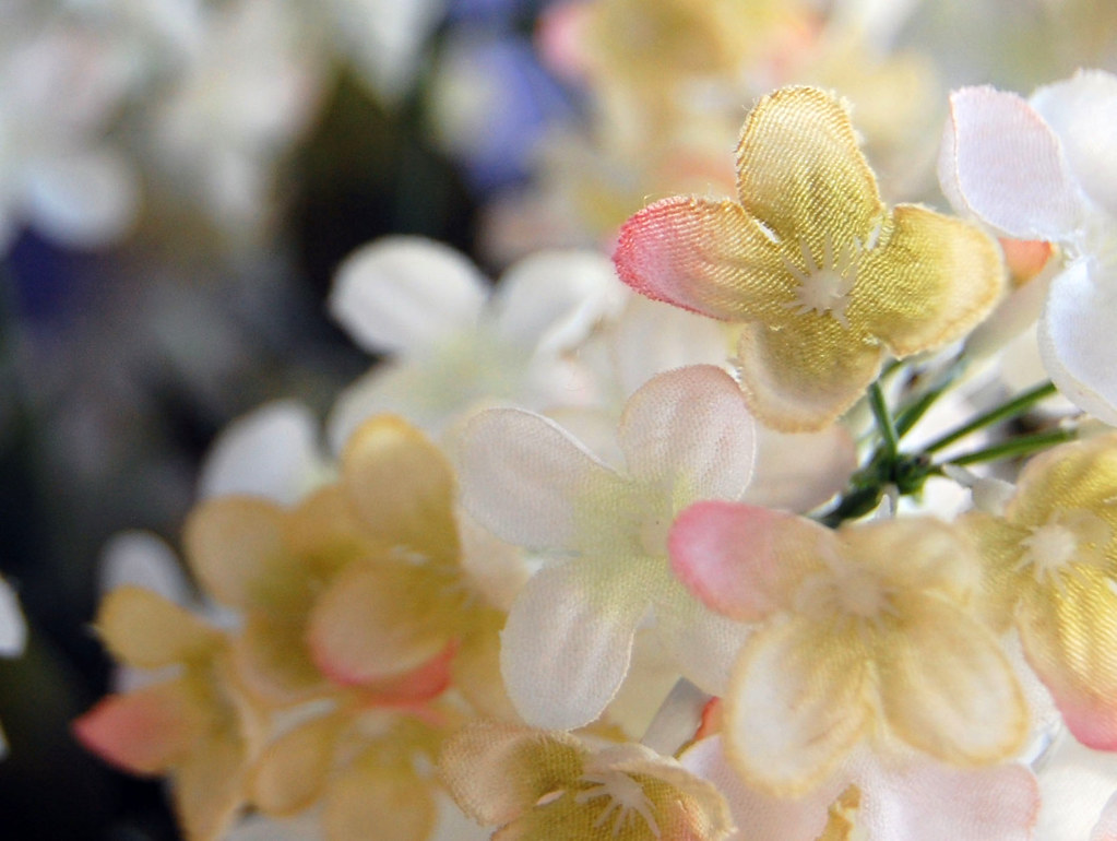 Sandy R. Romero Real Flowers That Never Die / Never Die Flowers Etsy