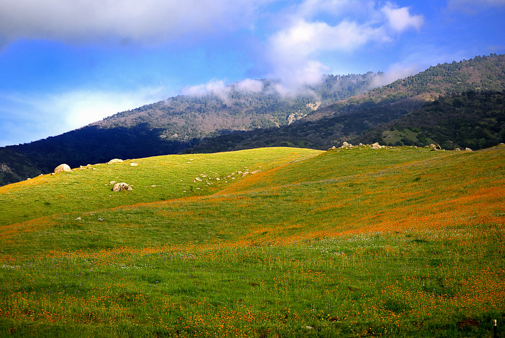 Kern County WildFlowers Two of my favorite photogs told me… Flickr