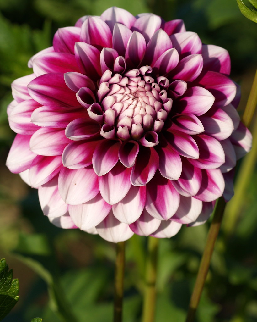 P9126165 Wicky Woo Connell's Dahlias WA Jeff Hopper