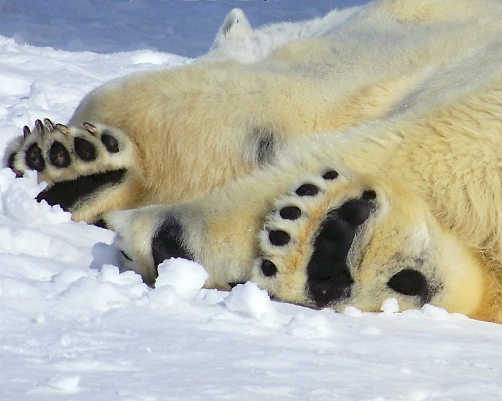 Bear Feet The hind paw does look just like the soles of "b… Flickr