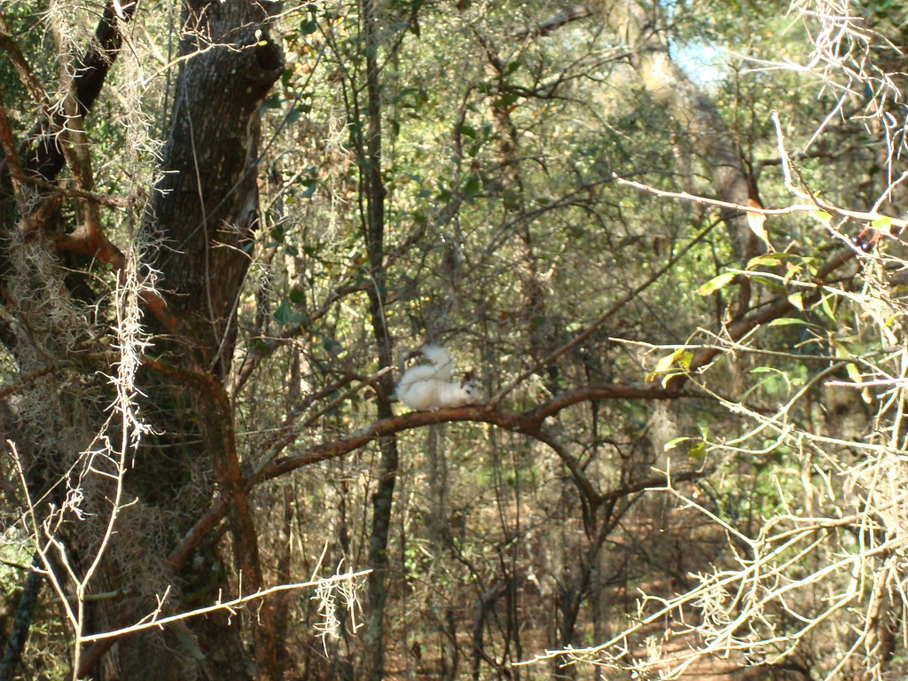 Tallahassee Museum zoo 3945 Museum Drive Tallahassee, FL 3… Flickr