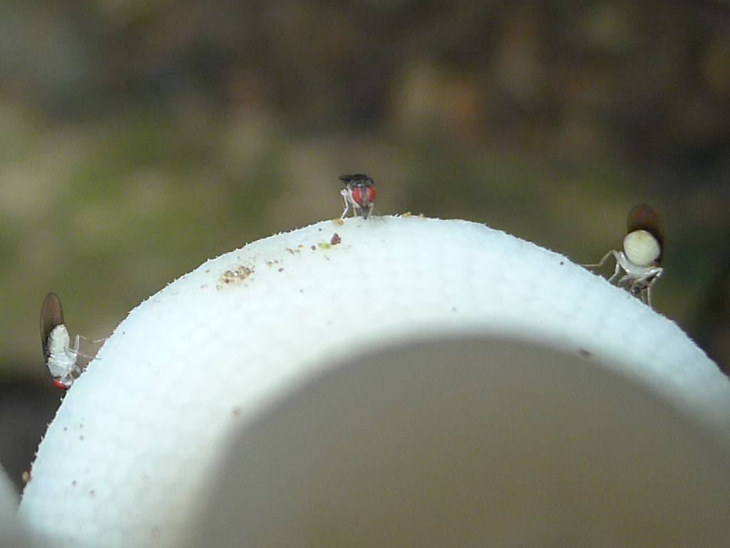 Heads down, bums up Fruit flies on fungus. The flies are a… Flickr