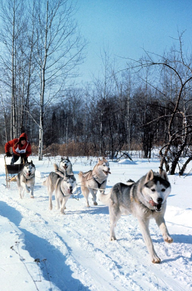 Dog Sledding Dog sled racing in Michigan's Upper Peninsula… Lisa Hall Flickr