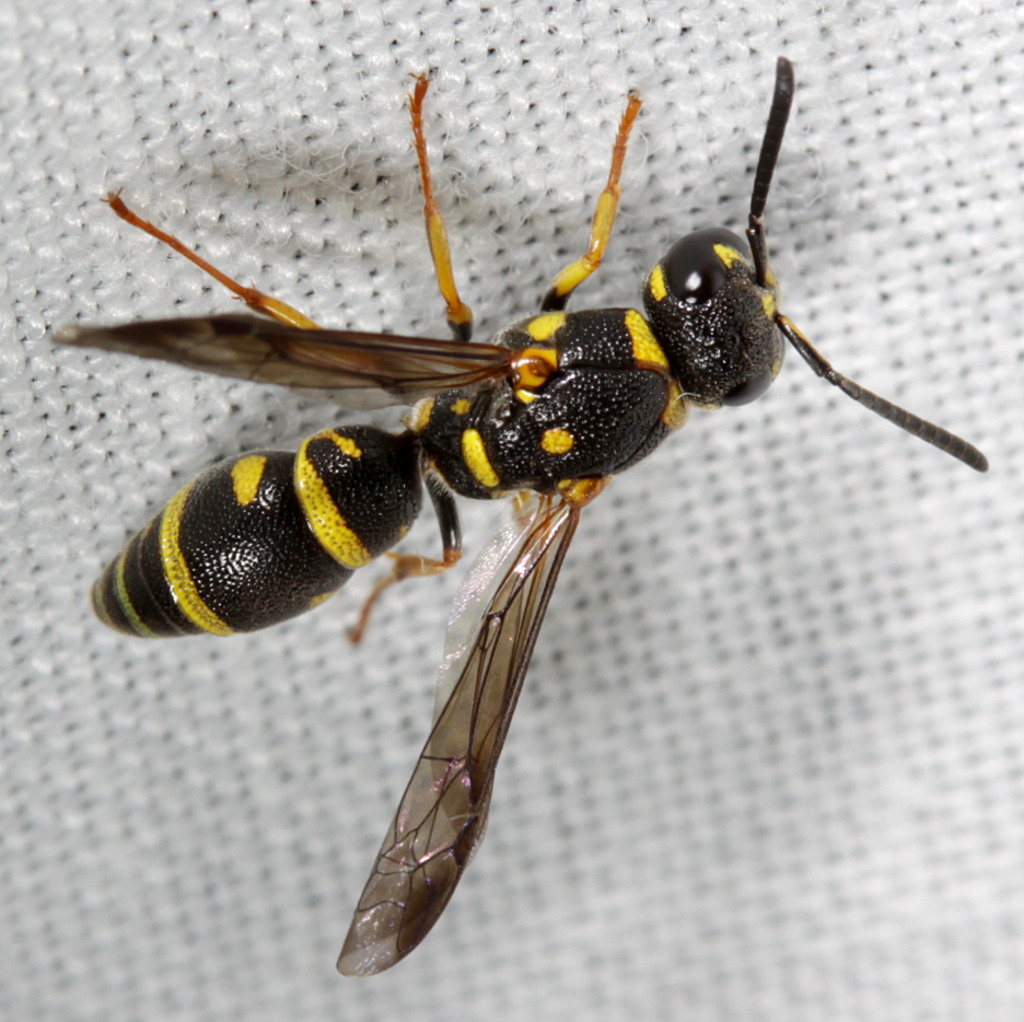 Potter wasp Posted this to BugGuide (here)it is a Paranc… Flickr