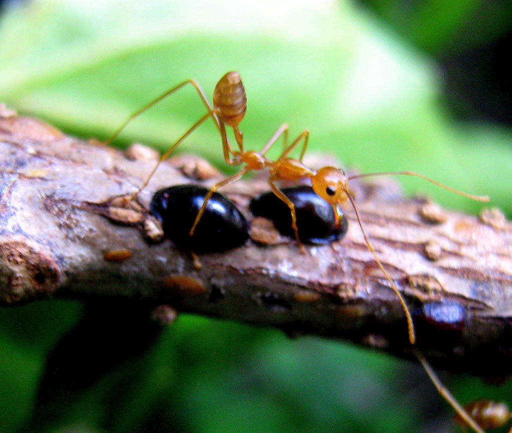 work...work! do ants feel tired? Pam Puray Flickr