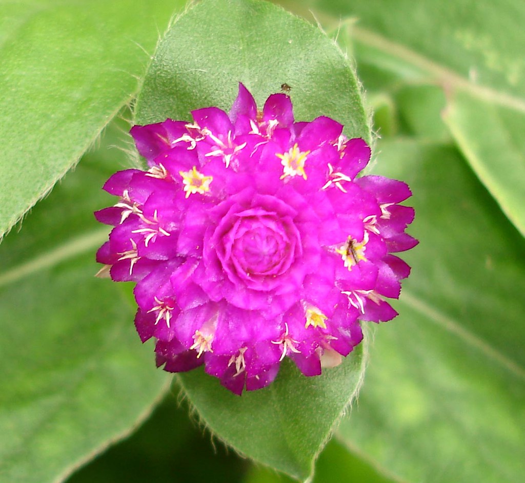 Laos Flower Lao flower lots of different kinds in Luang Pr… Flickr