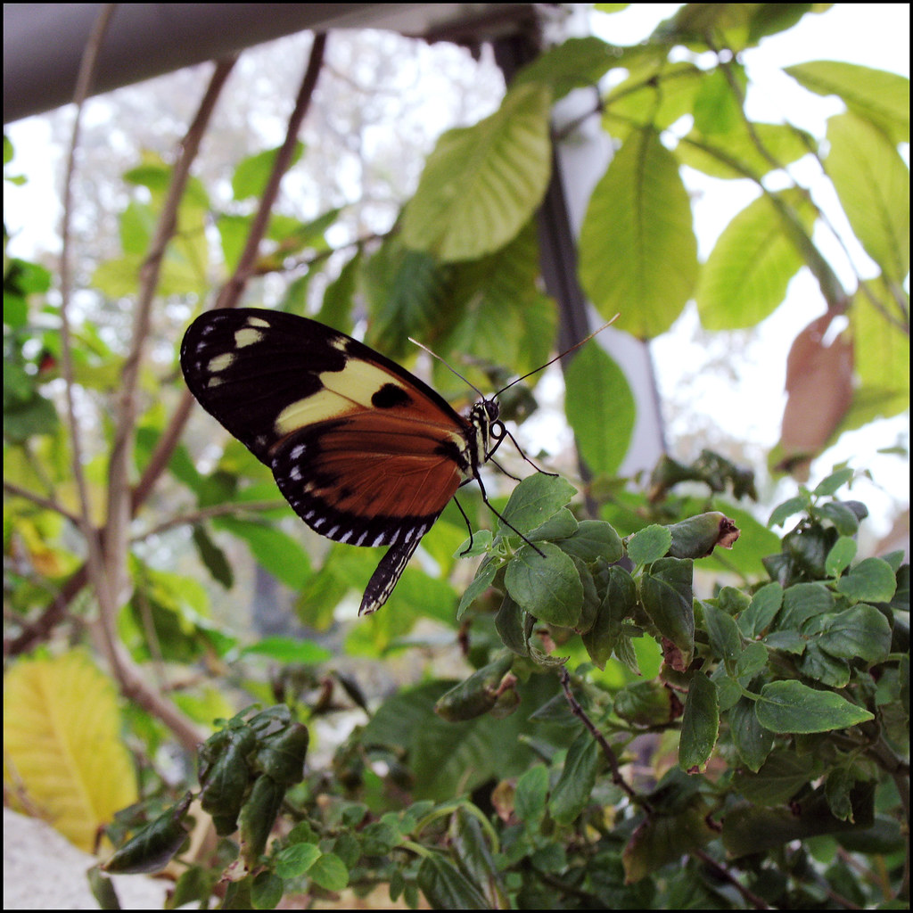 butterfly Houston Museum of Science JR_Paris Flickr