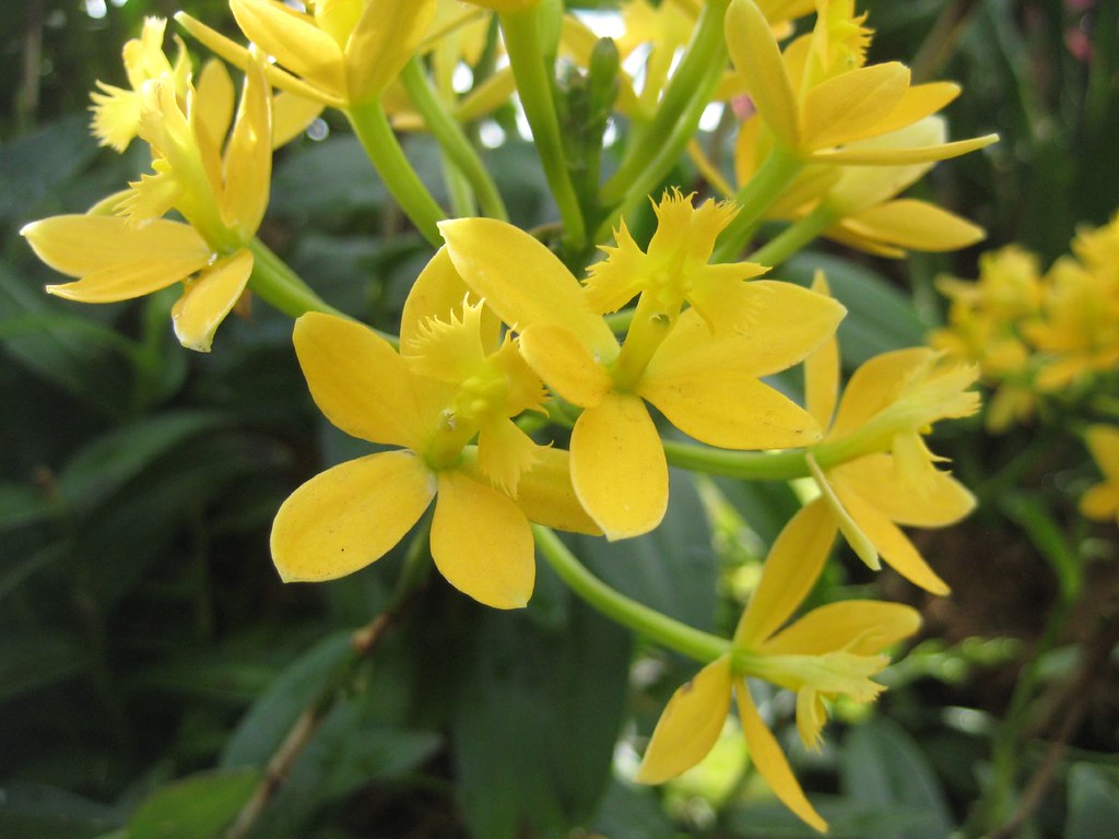 Reed Orchid "Moon Valley Sunkist" Epidendrum Orchidaceae Flickr