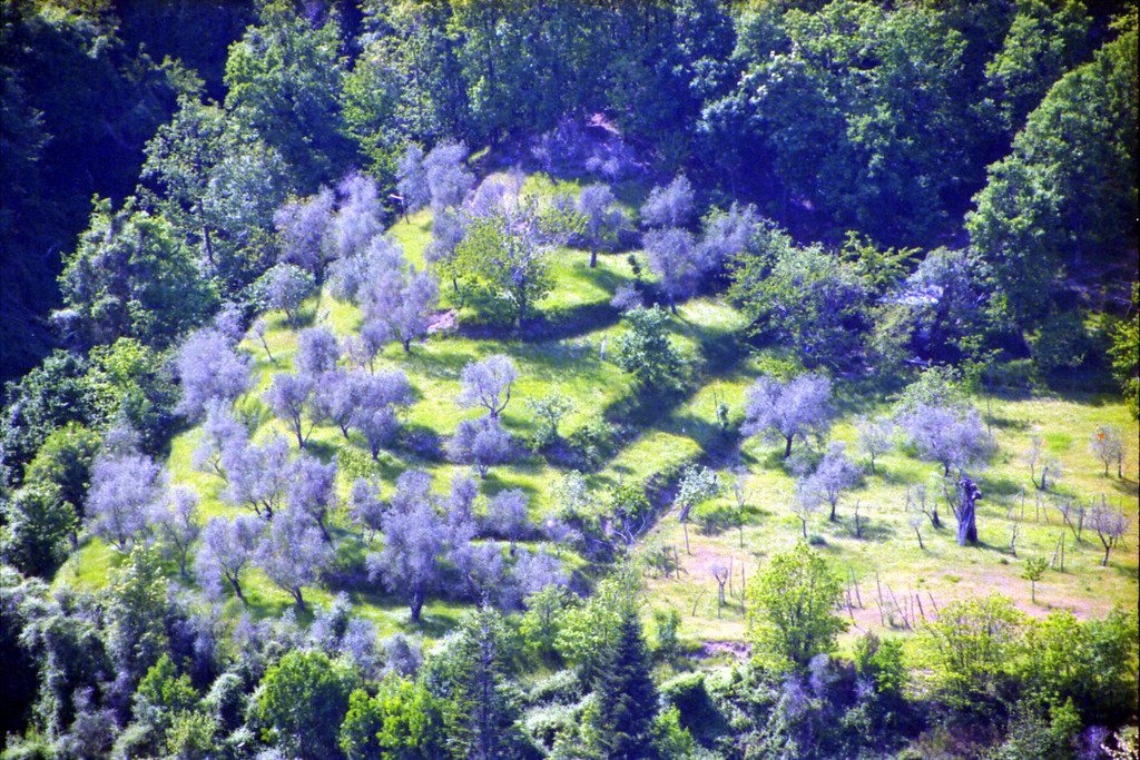 Velva20010510 Philippe Roos Flickr