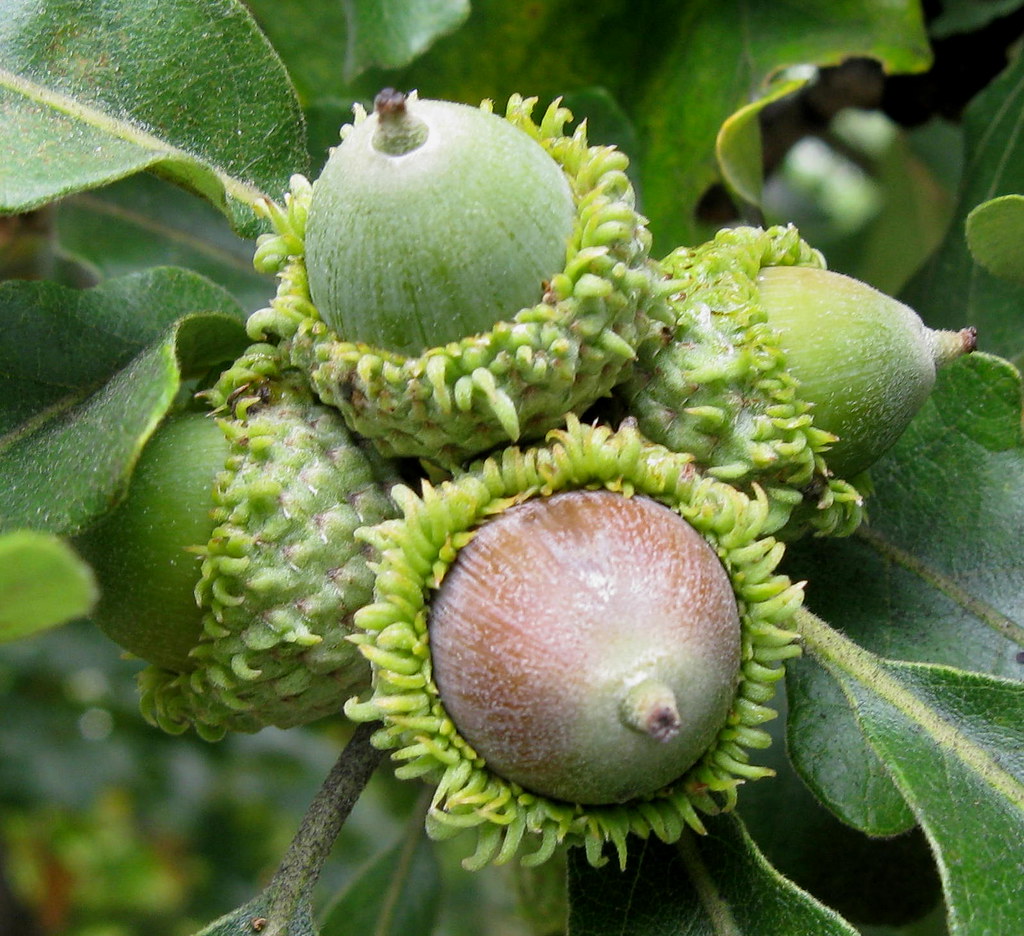 Burr Oak Acorns Starting to ripen for Autumn. These will b… Flickr