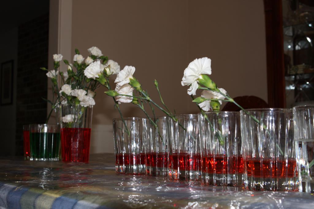 White Carnation/Food Coloring Experiment prayingmother Flickr