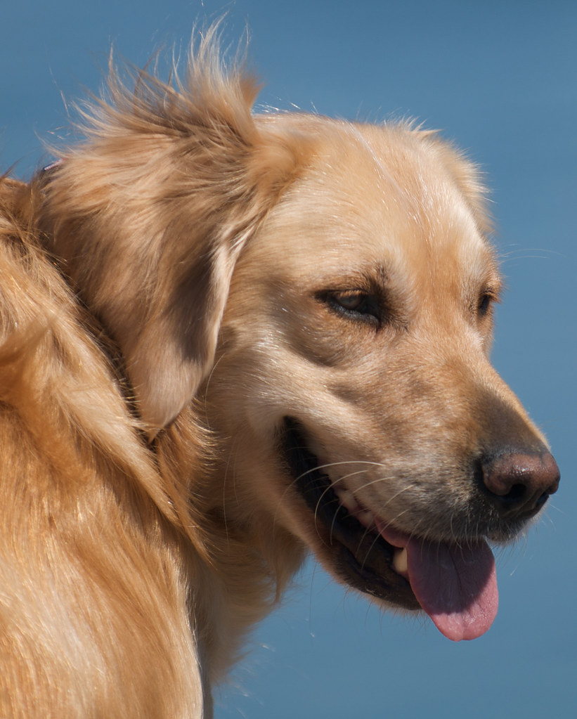 Casey Golden Retriever Casey at Jamestown,RI Flickr