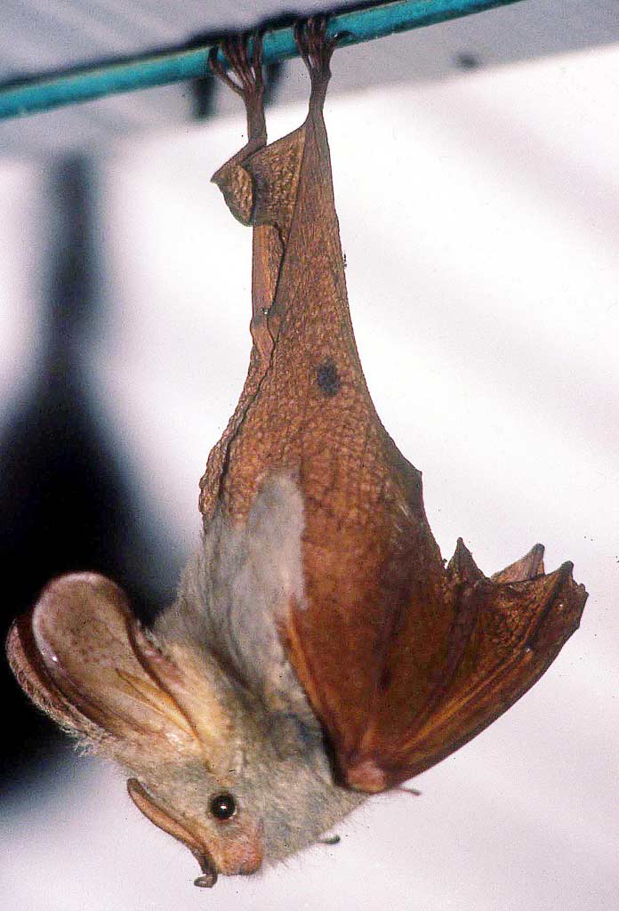 Lavia frons 1 Yellowwinged bat, Serengeti, Tanzania. This… Flickr