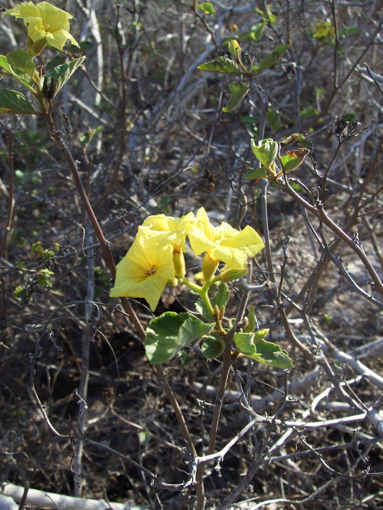 Palo Santo Tree Flower mehughes Flickr