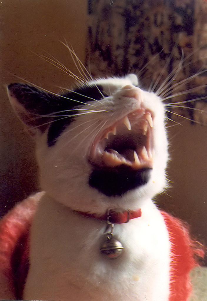 Floss Cat Floss, one of our first pair of cats, caught mid… Flickr