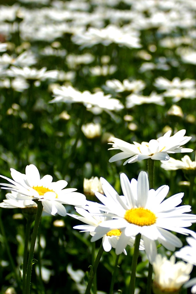 shasta daisies taken last summer... Peter Flickr