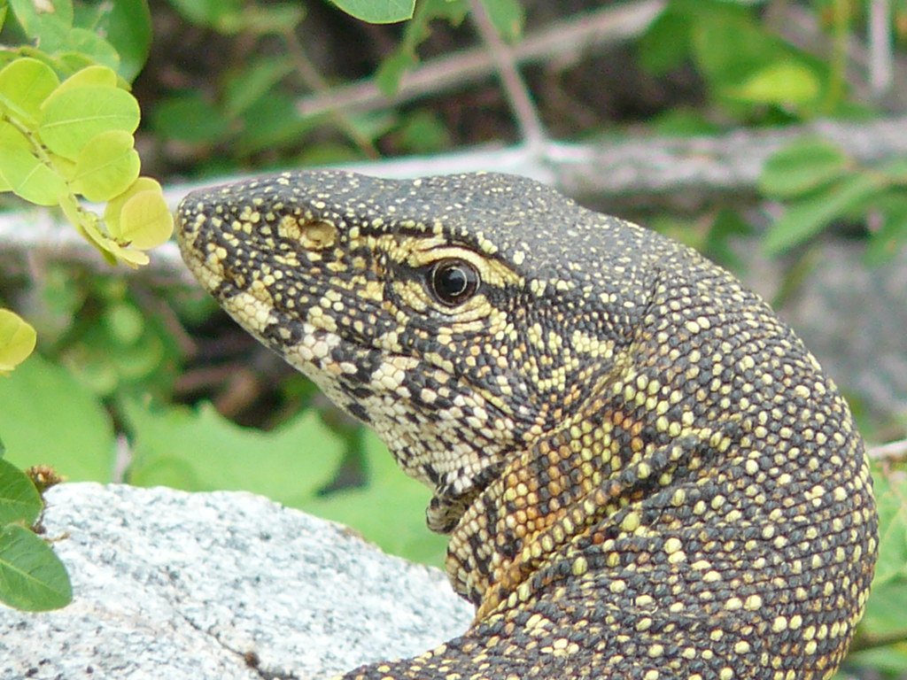 REPTILES Iguana Kruger National Park Stop and smell the le… Flickr