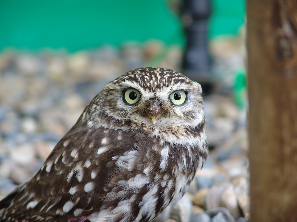 Little Owl Little Owl athene noctua Lightwater Valley Bird… Flickr