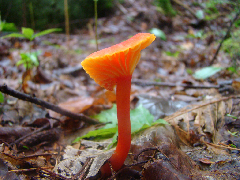 Bright Orange Mushroom CW8647 Flickr