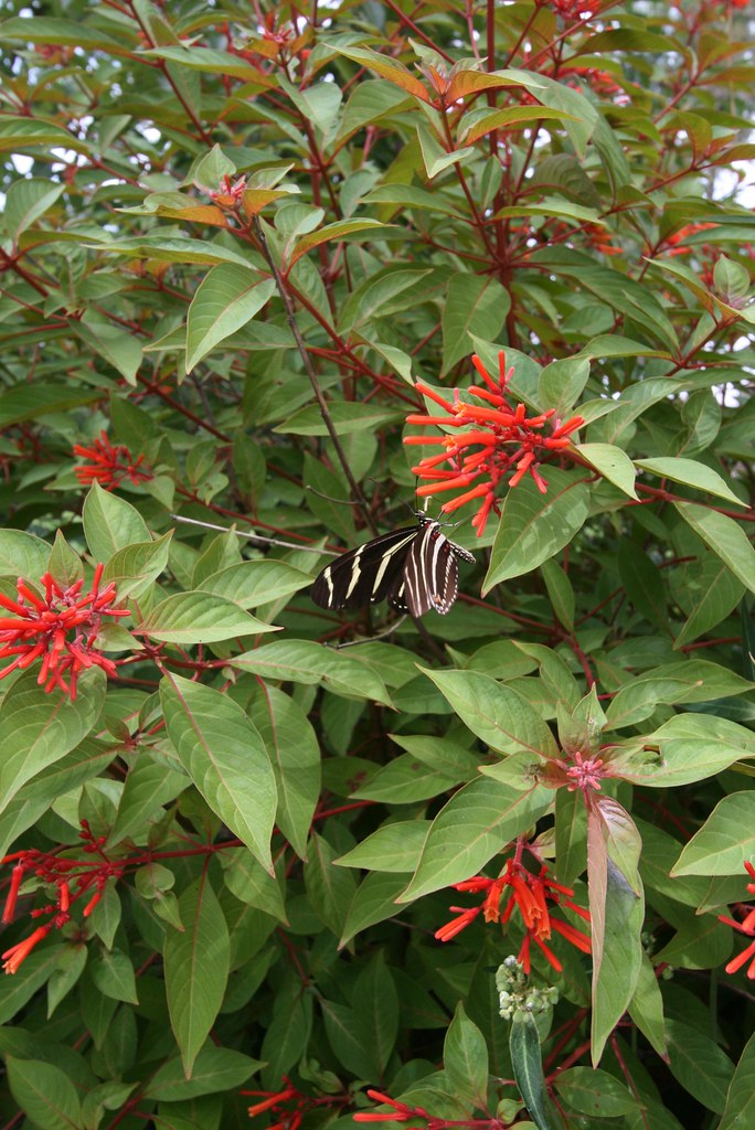 Firebush Firebush is a native Florida plant that blooms