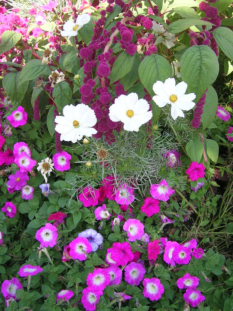 099 daisies petunias Daisies, petunias, and Dreadlocks lov… Flickr