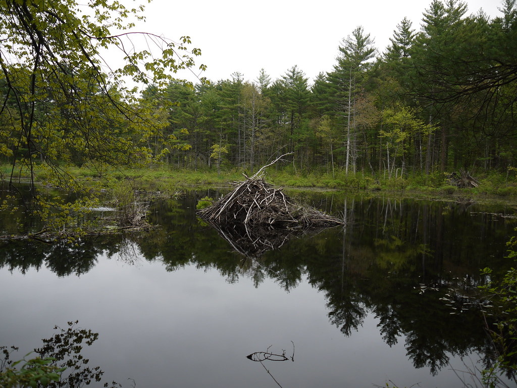 Beaver Lodge The beaver lodge on Russell Mill Pond John Stracke