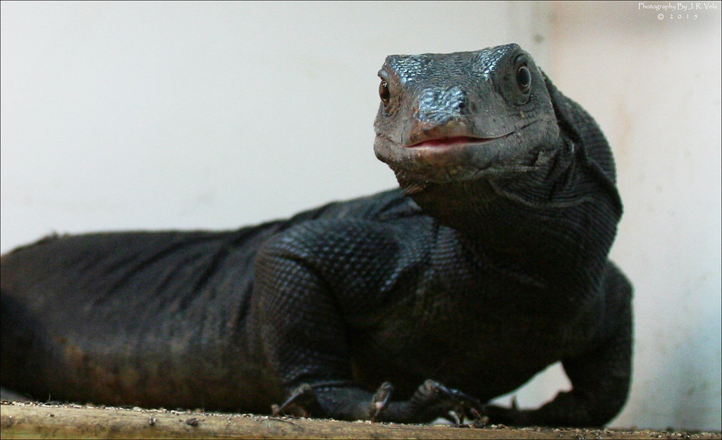 8/2/2015 BDVS1 Male Black Dragon Varanus Salvator Male Bla… Flickr