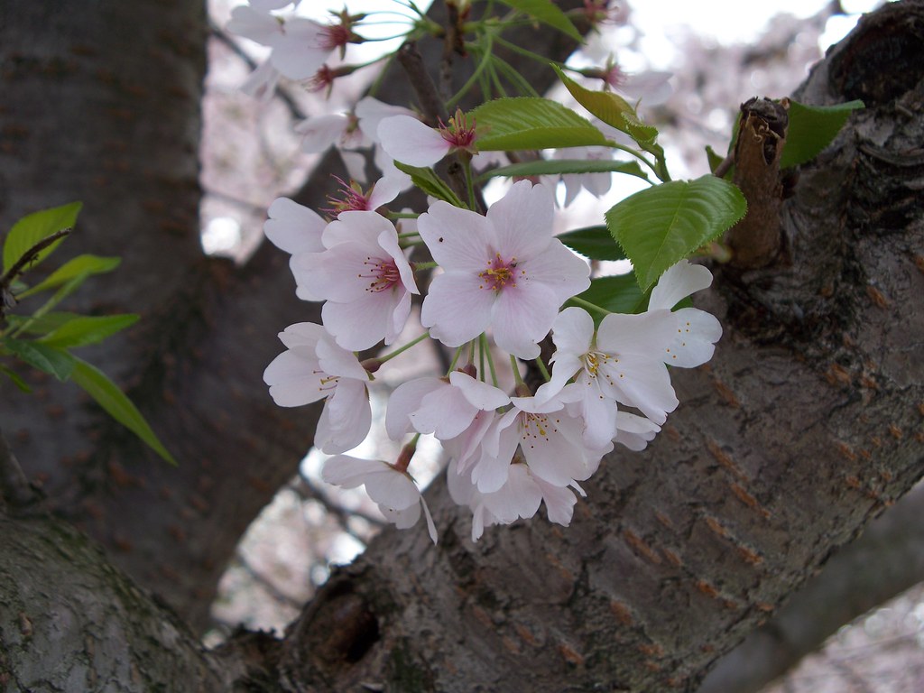 Cherry Blossoms Mt. Airy NC femflatulance Flickr