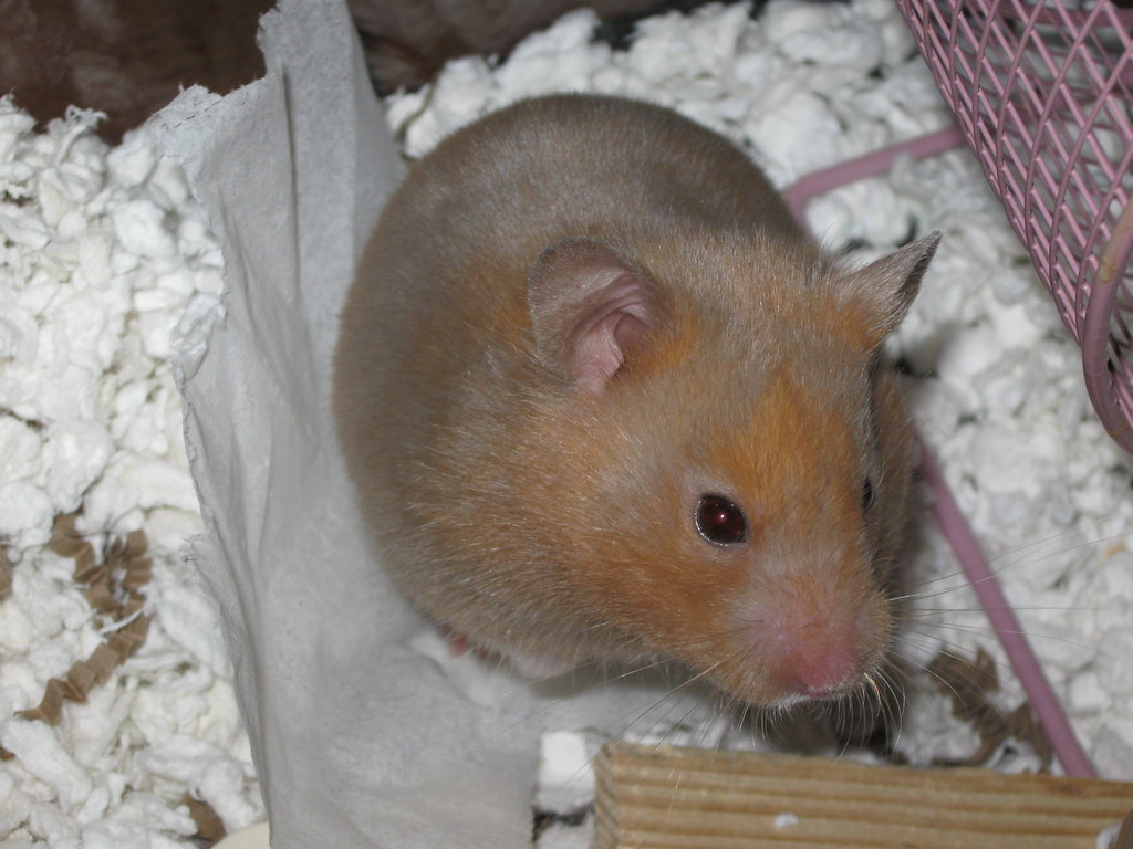 HamFact 27 Hamsters can have allergies just like us. Sign… Flickr