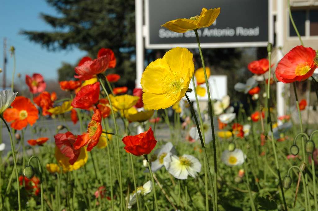 Flowers in winter Ah, California. Flowers blooming in Janu… dmorr