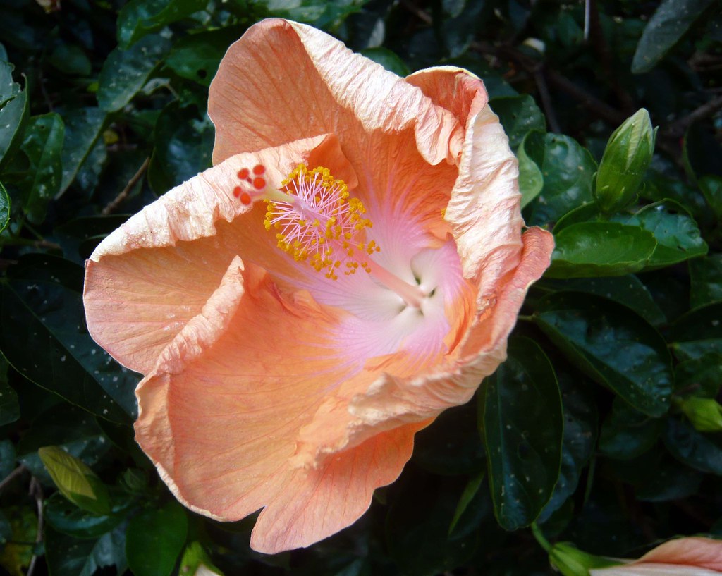 Flowers in Manly, Sydney Manly, Sydney James Head Flickr