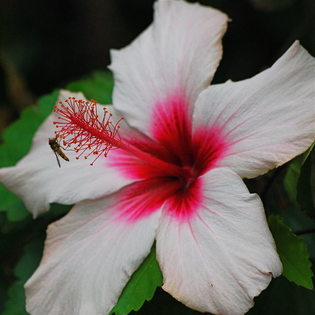 Tasting the Hibiscus nectar A moment in the life of an ins… Flickr