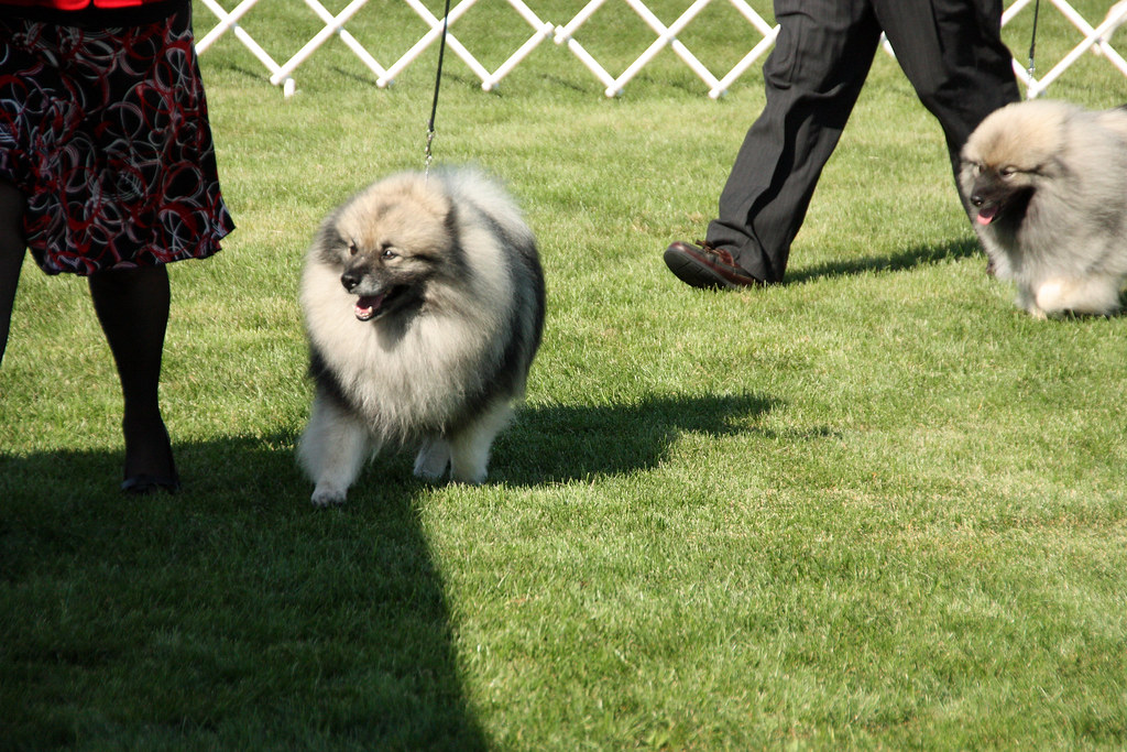 Keeshond. The 2009 dog show at the Walla Walla Point Park … Flickr