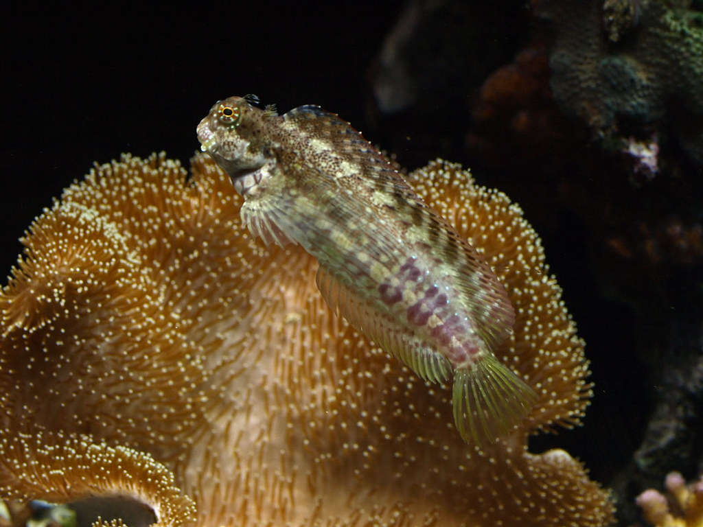 Lawnmower Blenny One of the lawnmower blennies in the cora