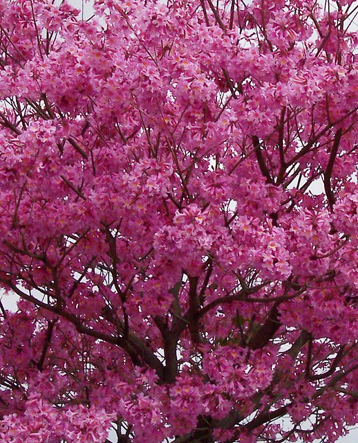 Pink Tree in Bloom, Norwalk, CA a photo on Flickriver