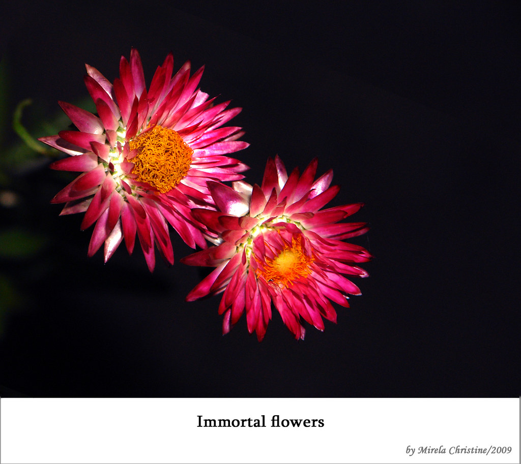 Immortal flowers These flowers remain fresh and keep their… Flickr