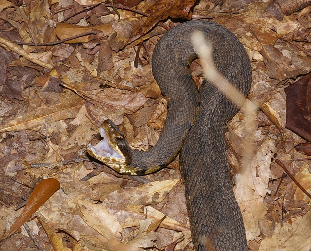 Western Cottonmouth Tennessee Western Cottonmouth Agkis… Flickr