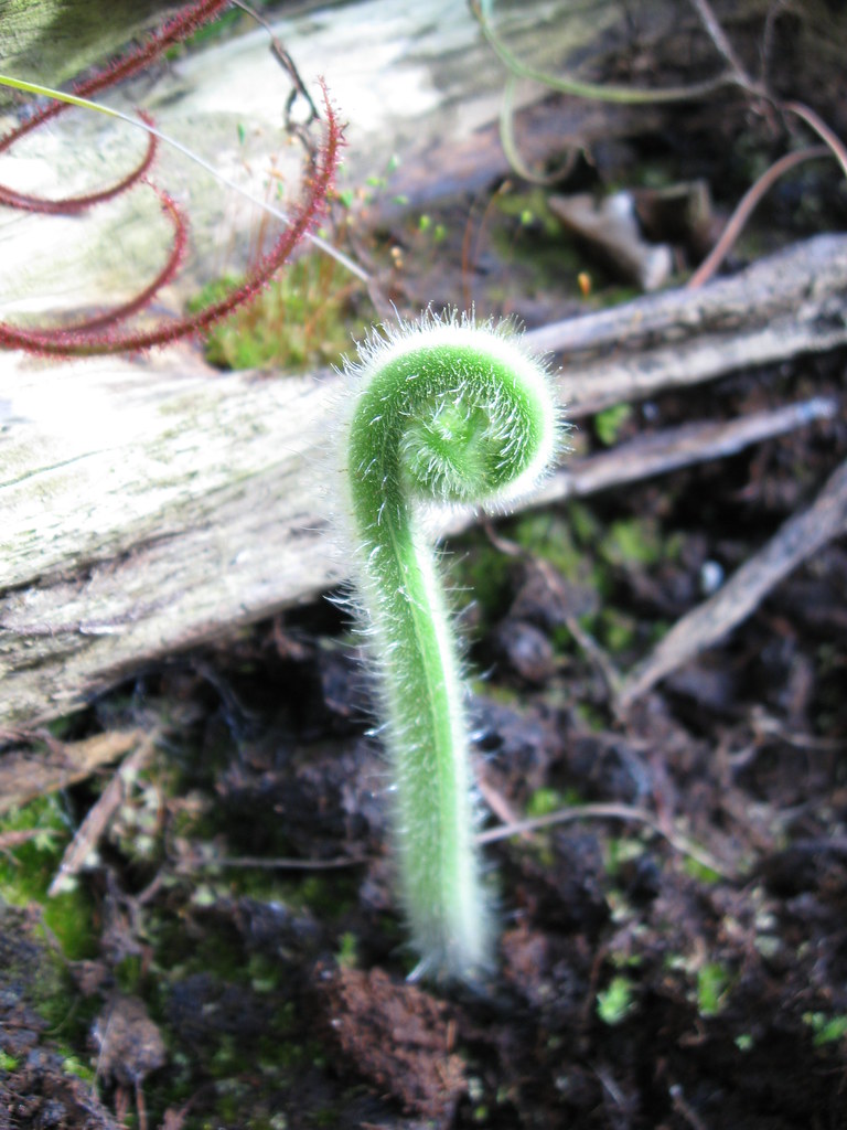 sundew this plant eats meat, too. bionerd23 Flickr
