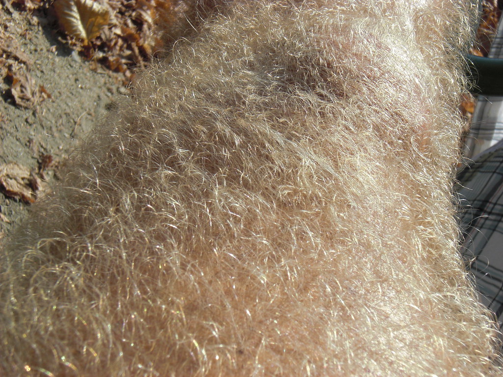 Legs52 My hairy legs Hairy leg Flickr