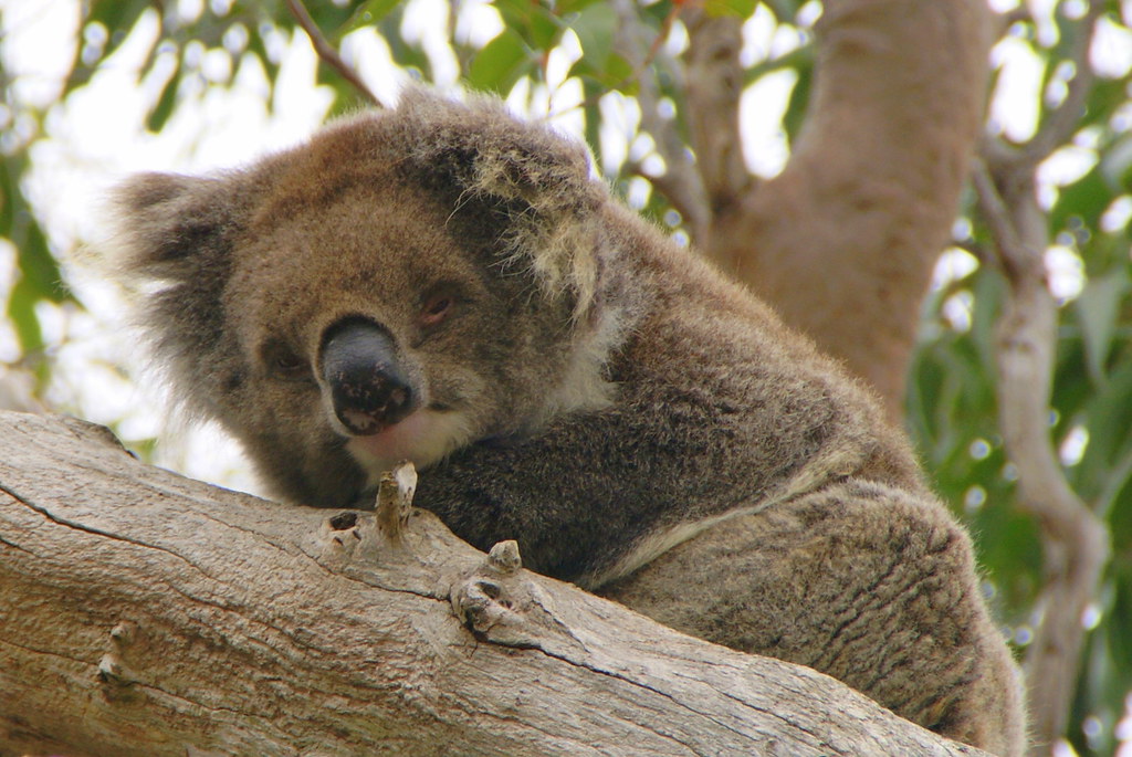 Curious Koala Koala in Yanchep National Park (West Austral… CK64