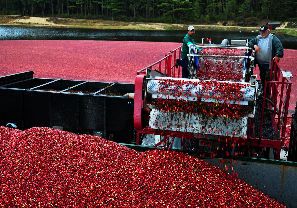Cranberry Harvest The cranberry harvest, AD Makepeace Comp… Flickr