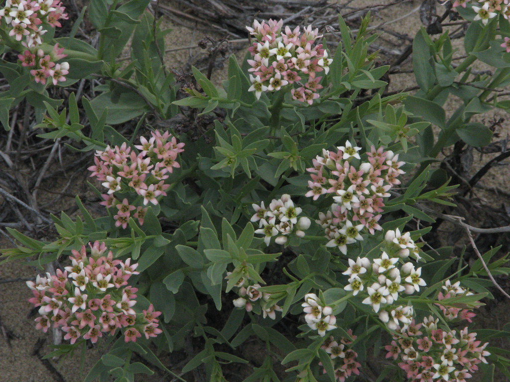 Bastard toadflax a photo on Flickriver