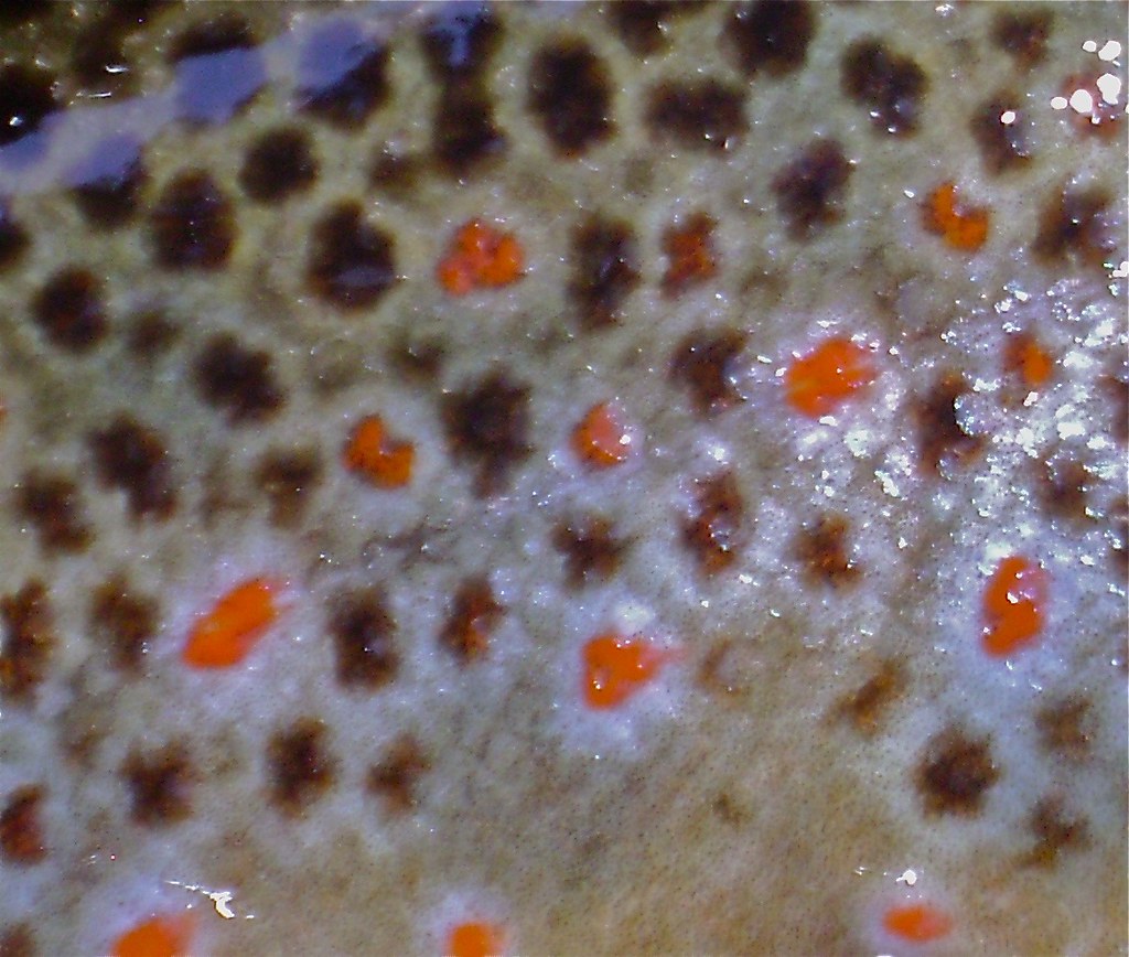 Brown Trout Skin A close up shot of Wyoming Brown Trout (S… Flickr