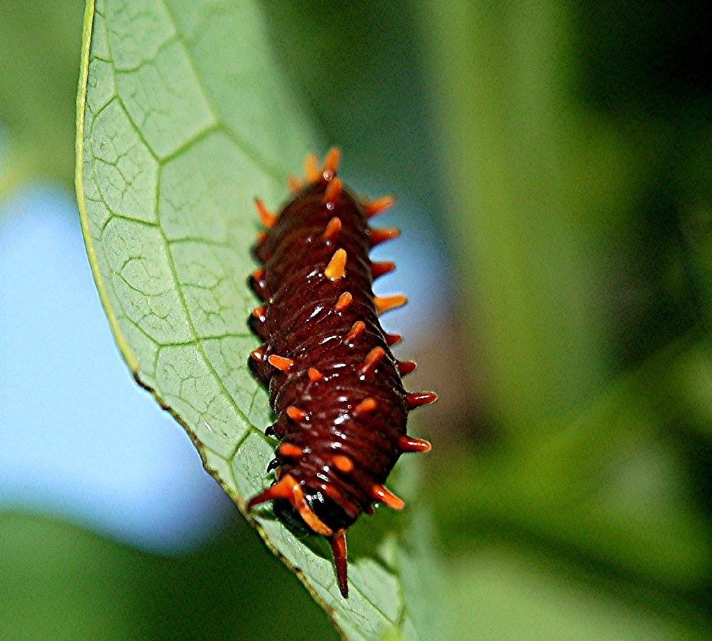 Shiny orangespiked and redheaded brown Polydamas Caterpi… Flickr