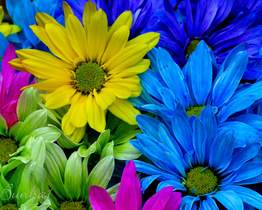 Painted Daisies 013 A bunch of store dyed daisies make for??? Flickr